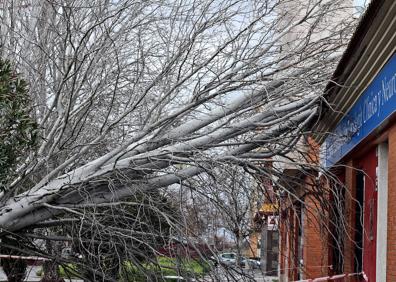 Imagen secundaria 1 - El viento tumba varios árboles en Badajoz provocando daños en coches y locales