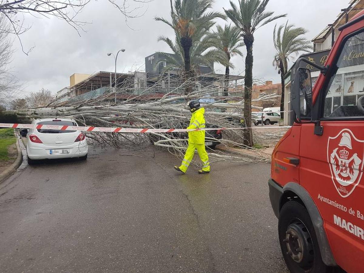 Fotos: Efectos del fuerte viento en Badajoz