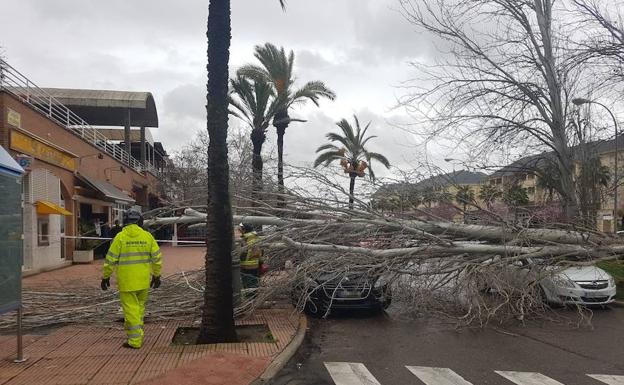 El viento tumba varios árboles en Badajoz provocando daños en coches y locales