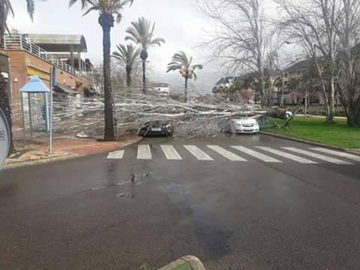 Fotos: Efectos del fuerte viento en Badajoz