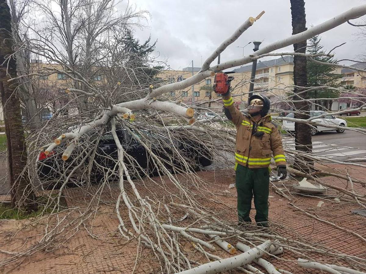 Fotos: Efectos del fuerte viento en Badajoz