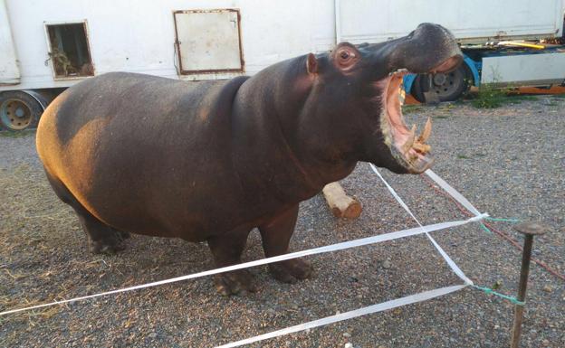Imagen principal - Un hipopótamo que se escapó de un circo recorre La Garrovilla