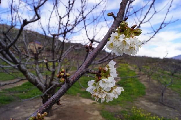 Primeras flores de cerezo, en El Torno
