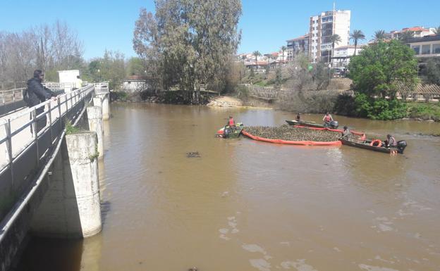 Extracción de camalote en el tramo urbano del río a su paso por Mérida::HOY