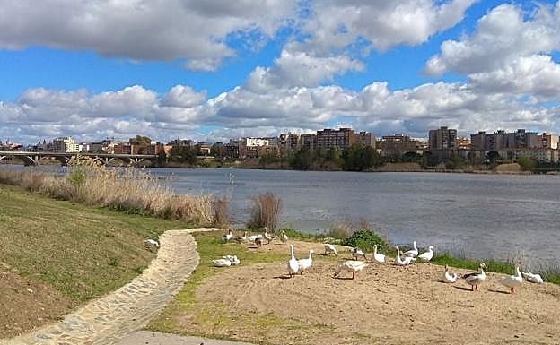 Gansos en el parque de la margen derecha:. HOY