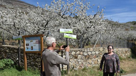 Ruta de los cerezos en flor en Torres