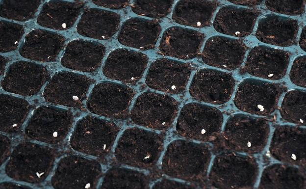 Semillas recién colocadas en las bandejas para que germinen