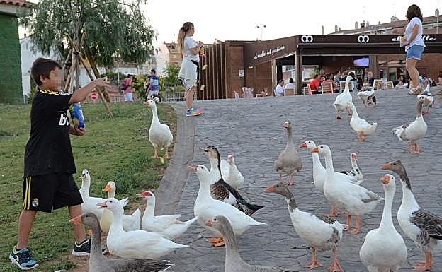 Un niño da gusanitos a los gansos en el parque del río en una imagen de archivo. :
