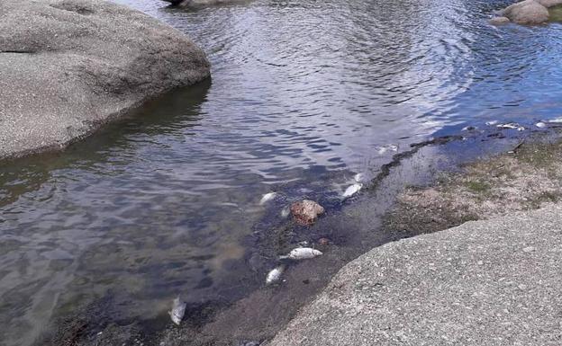 Peces muertos en las orillas de Valdesalor. :: s.e.