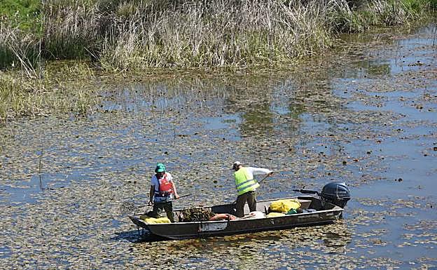 Barca recogiendo camalote en el Guadiana a su paso por Badajoz. :: 