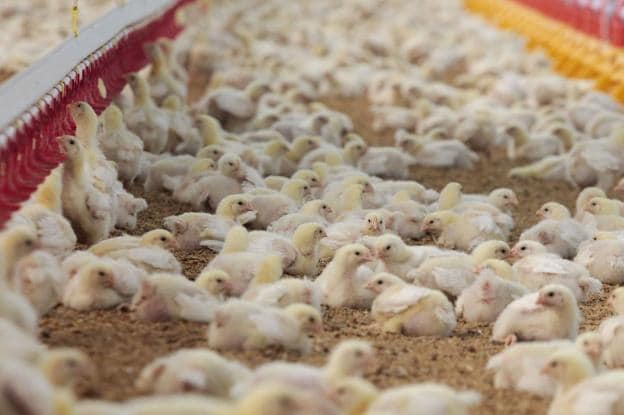 Dos grupos avícolas impulsan una incubadora que criará  pollos a la  semana 