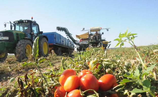 Recogida del tomate en la campaña pasada en las Vegas del Guadiana. :: 