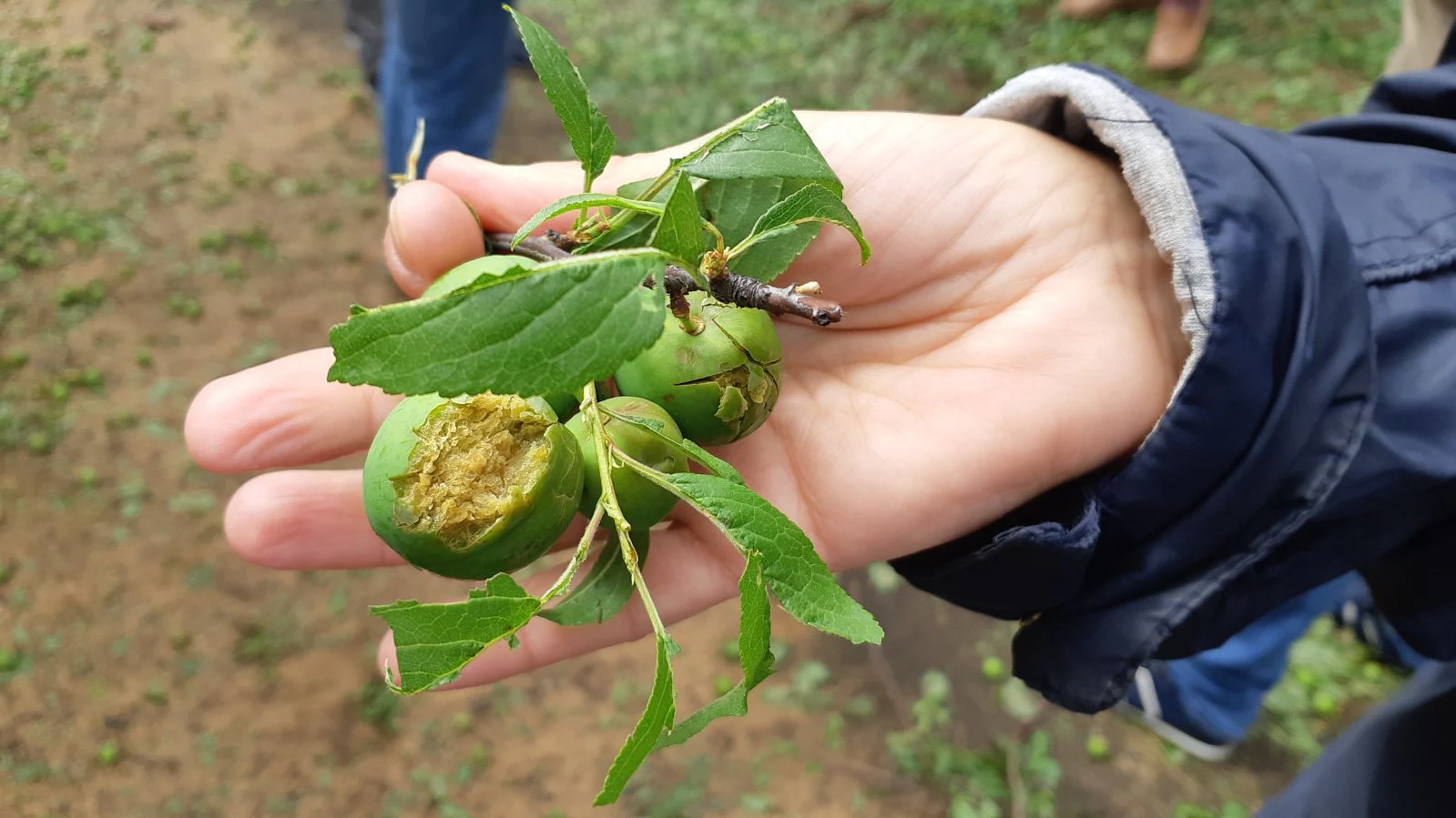 La finca municipal Amgsa de Guareña afectada por el granizo