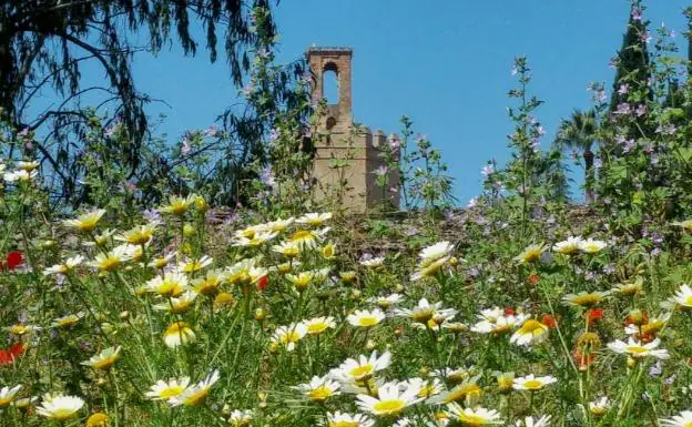 Flores en Badajoz:: CASIMIRO MORENO
