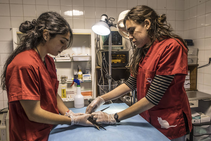 Jara y María son las dos veterinarias que trabajan en el hospital de fauna salvaje de AMUS.