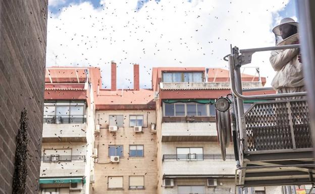 Un apicultor retira un enjambre con la ayuda de la grúa de los bomberos en Virgen de Guadalupe. 