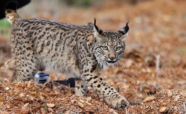 Nacen tres cachorros de lince en el Centro de Zarza de Granadilla