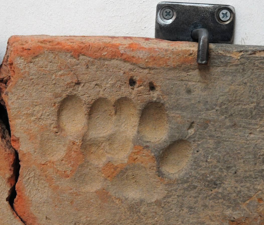 El Museo Nacional de Arte Romano de Mérida ofrecerá la exposición temporal 'Animalia Inter Emeritenses'