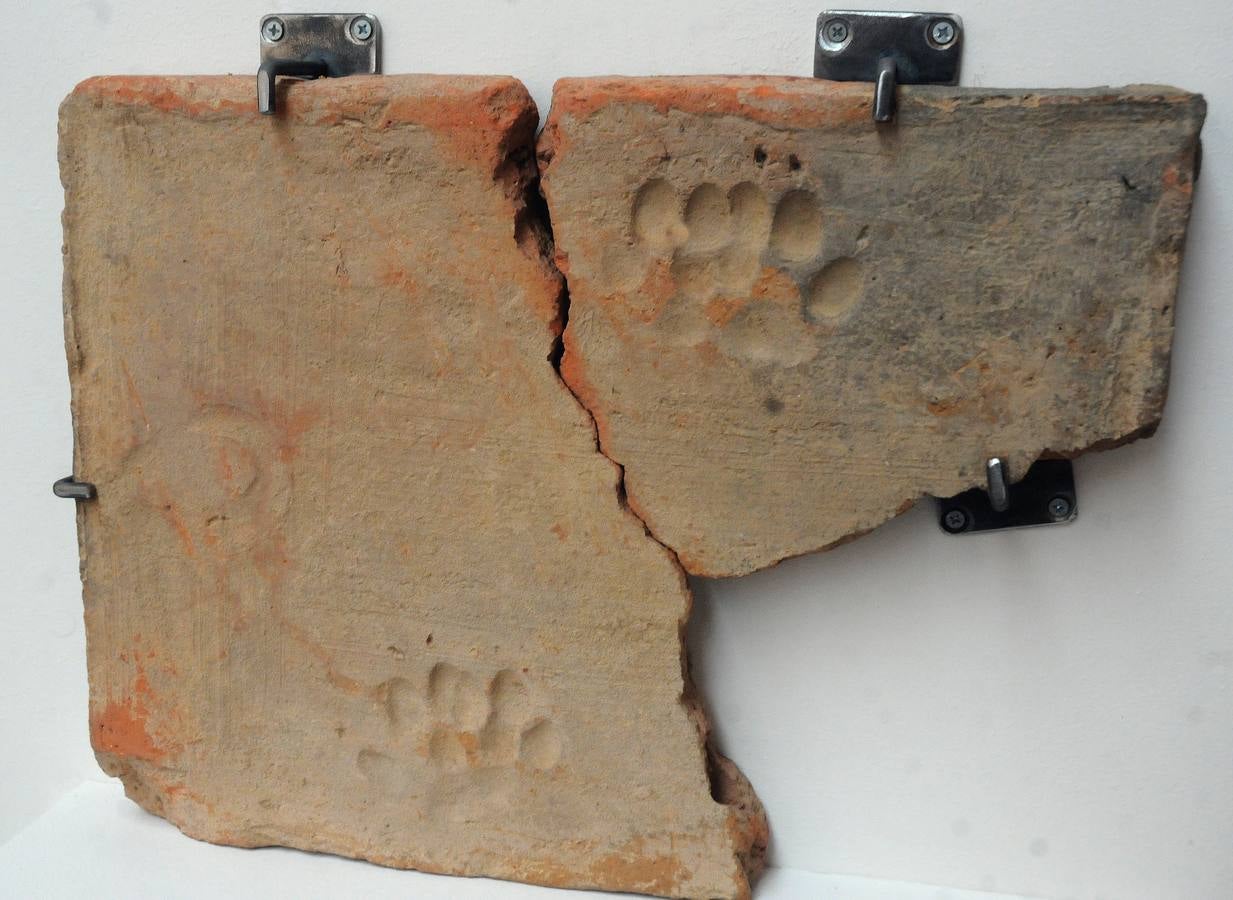 El Museo Nacional de Arte Romano de Mérida ofrecerá la exposición temporal 'Animalia Inter Emeritenses'