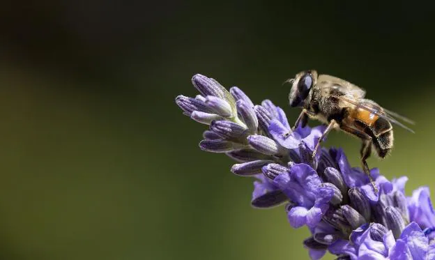Una abeja descansa sobre una flor de lavanda. :: efe