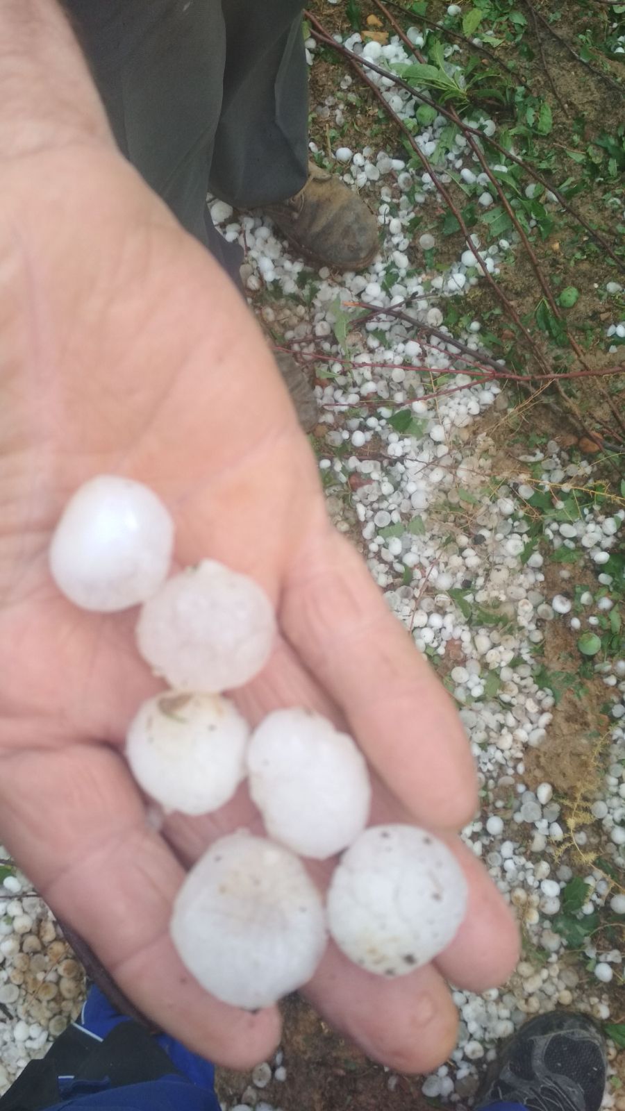 Por segunda semana consecutiva este fenómeno meteorológico vuelve a provocar pérdidas en algunas explotaciones agrarias