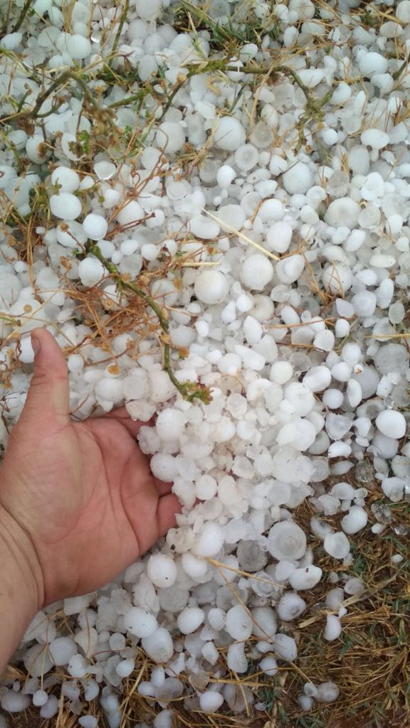 Por segunda semana consecutiva este fenómeno meteorológico vuelve a provocar pérdidas en algunas explotaciones agrarias