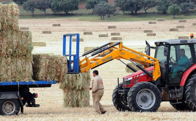 Pacas de cereal en un campo de La Morera, municipio de la comarca de Zafra. 