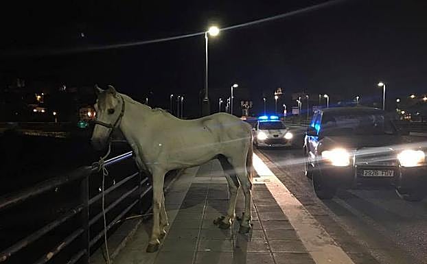 Localizan un caballo suelto por el puente de la Autonomía