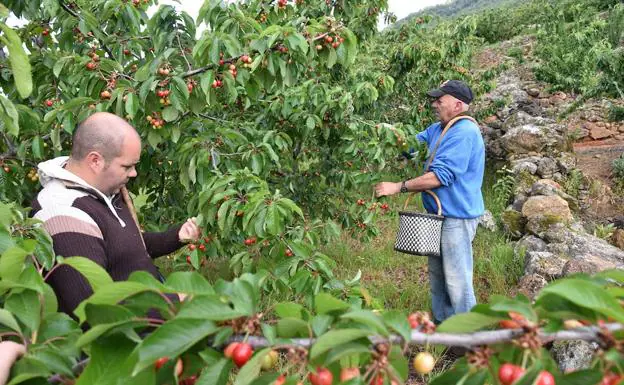 Las primeras Navalindas abren la certificación de cerezas en el Jerte