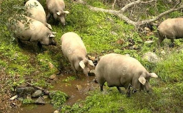 Alimentación, tranquilidad y ejercicio convierten a estos atletas de la dehesa en jamones de lujo 