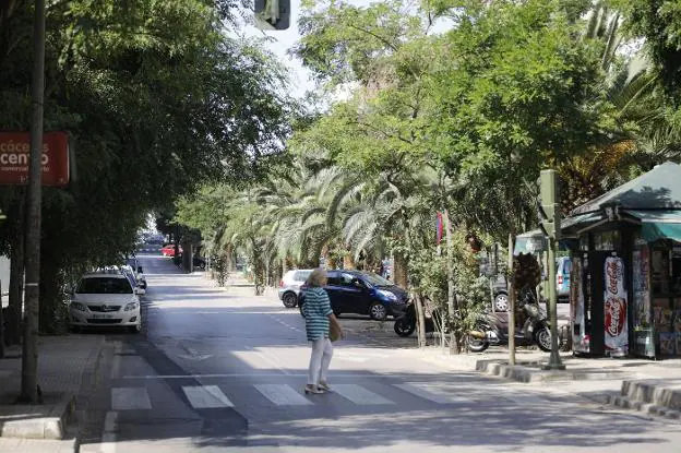 Avenida Virgen de Guadalupe, también conocida como 'paseo de las acacias'. :: a. méndez