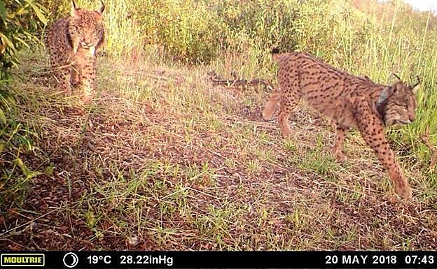 La tecnología demuestra que los linces extremeños hacen vida familiar