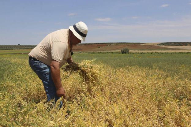 Luis Díaz, presidente de la cooperativa, siega a mano en una campo de garbanzos de Valencia del Ventoso.