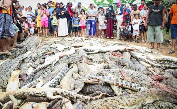 Residentes locales observan una montaña de cadáveres de cocodrilos en una granja de cría en Sorong. 