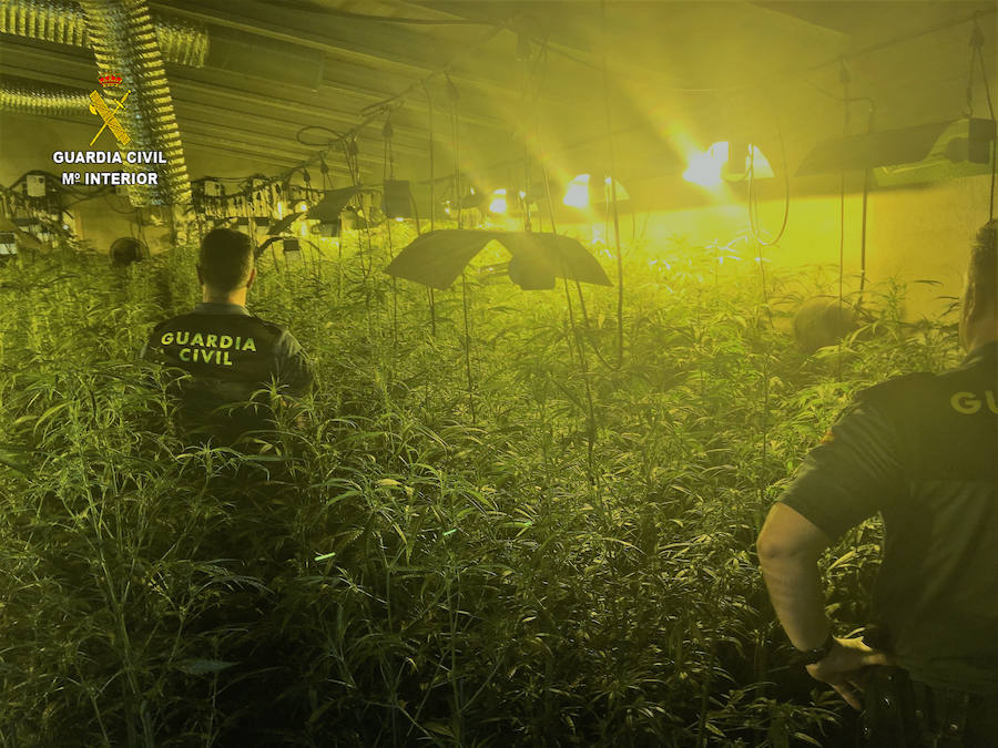 Los agentes de la Guardia Civil descubrieron 810 plantas en el interior de la nave::HOY