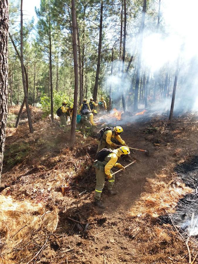 Fotos: Imágenes del incendio originado en una zona de pinar en Valverde del Fresno