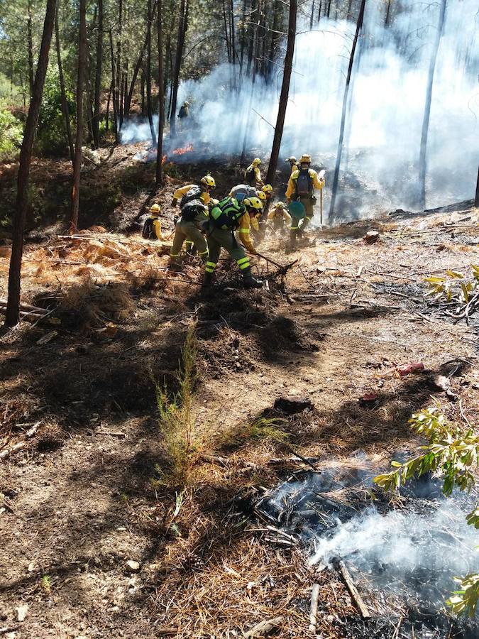Fotos: Imágenes del incendio originado en una zona de pinar en Valverde del Fresno