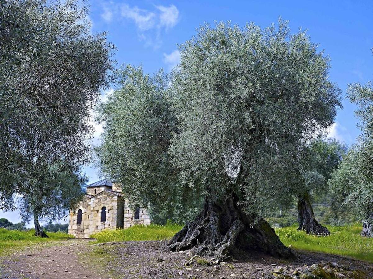 Olivo centenario ante Santa Lucía.
