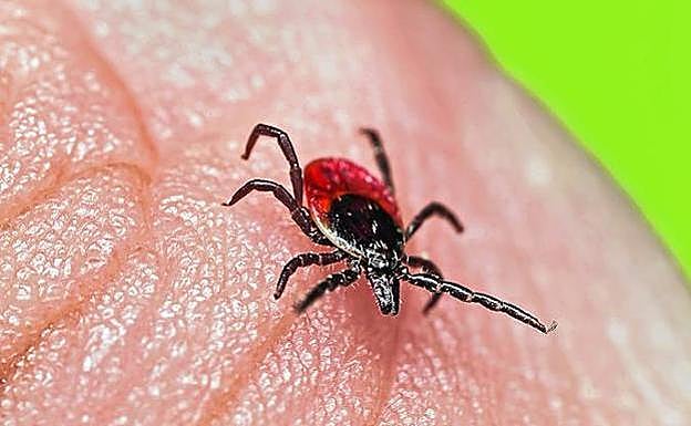 Una garrapata se engancha a la piel de una persona. Parecen inofensivas pero pueden transmitir múltiples enfermedades.