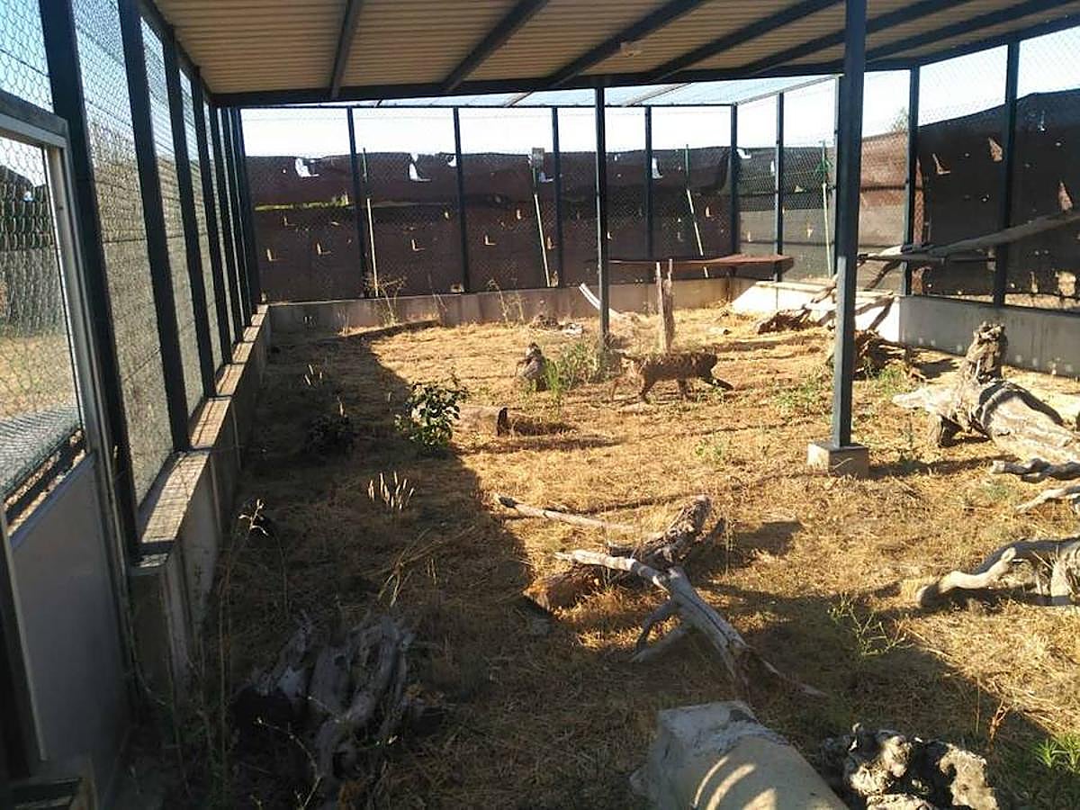 El centro de Granadilla acoge a nueve linces de Portugal para protegerlos de los incendios que asolan el Algarve