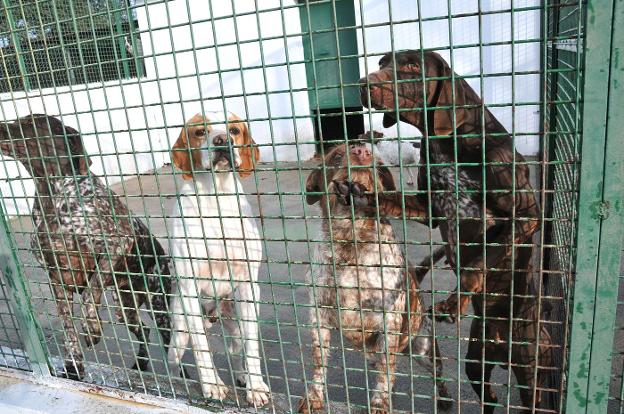 Perros en las instalaciones de El Refugio. :: Hoy