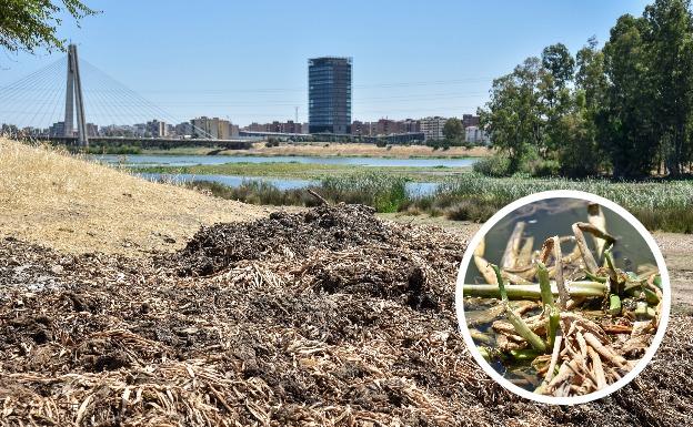 Montones de camalote en descomposición en la carretera Rincón de Caya y, en la foto detalle, una planta seca que vuelve a brotar en la orilla. 