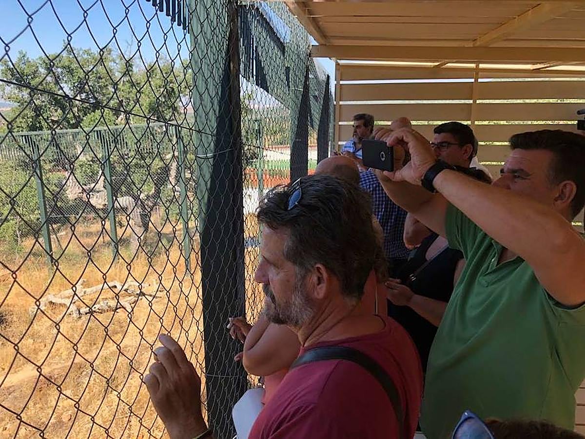 En el centro, además de ver linces ibéricos, también es posible contemplar águilas imperiales, águilas reales, buitres negros, buitres leonados, ginetas y nutrias, entre otros animales
