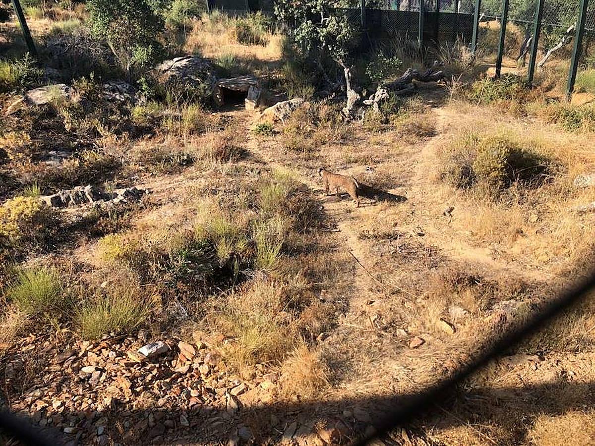 En el centro, además de ver linces ibéricos, también es posible contemplar águilas imperiales, águilas reales, buitres negros, buitres leonados, ginetas y nutrias, entre otros animales