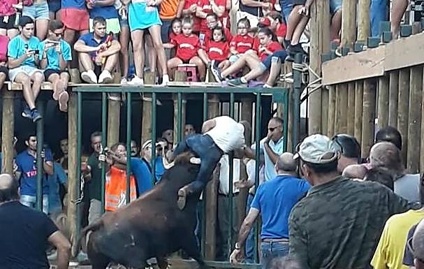 Cogida en Esparragosa de Lares este mes . :: FRANCISCO JAVIER JIMÉNEZ SÁNCHEZ