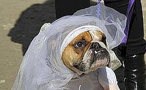 Perritos disfrazados