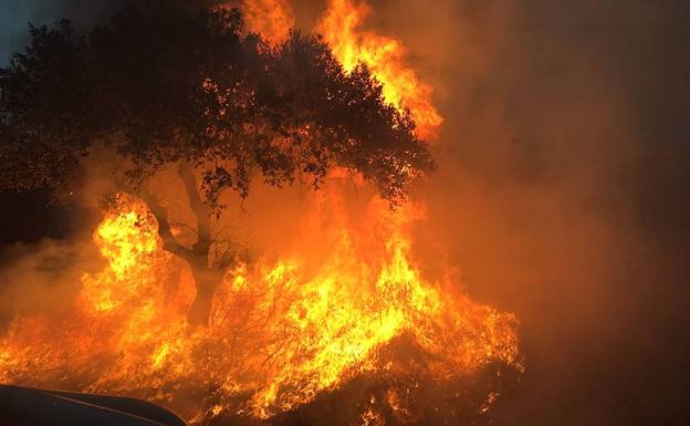 Las llamas quemaron la vegetación de la zona afectada por el fuego.