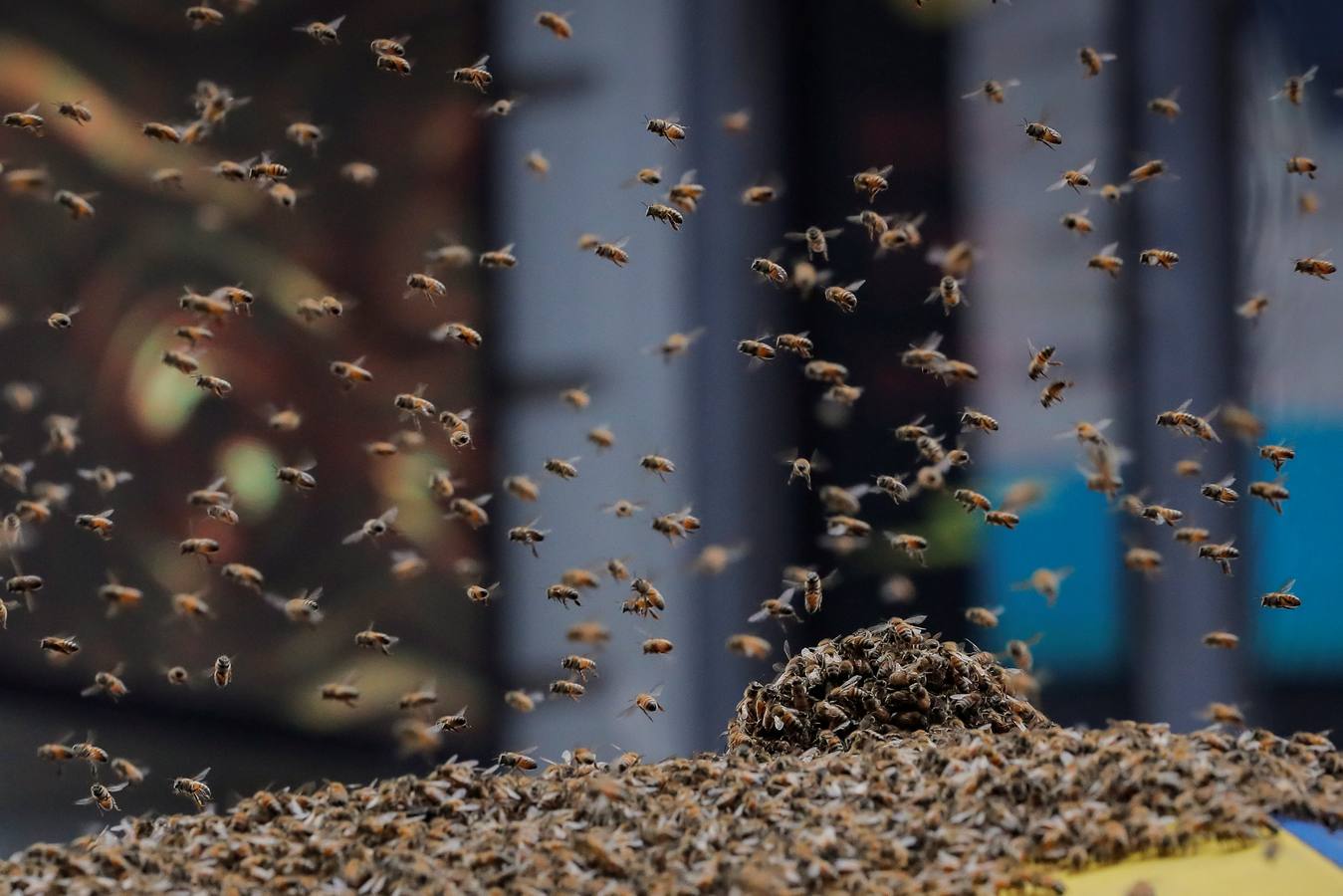 Un enjambre de abejas se aloja en un carrito de perros calientes en Times Square en la ciudad de Nueva York