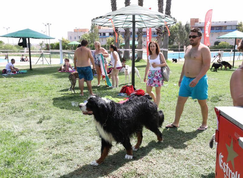 Esta iniciativa se ha desarrollado este sábado en la piscina de Nueva Ciudad