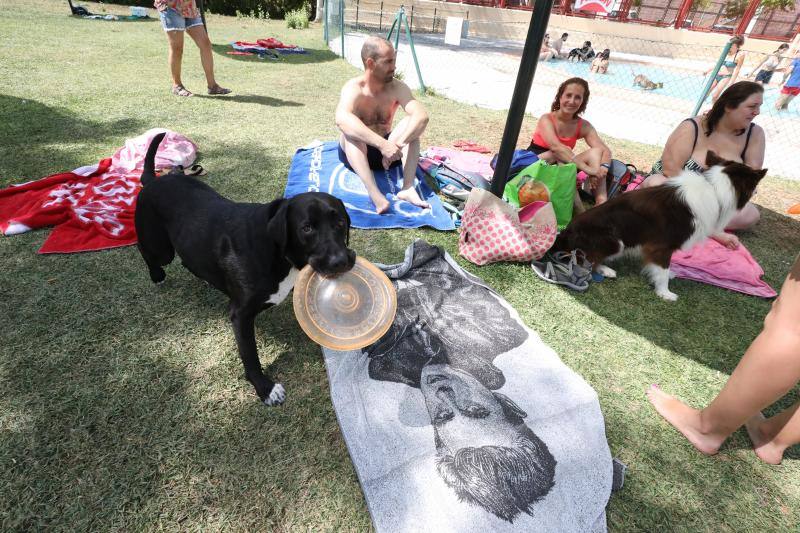 Esta iniciativa se ha desarrollado este sábado en la piscina de Nueva Ciudad